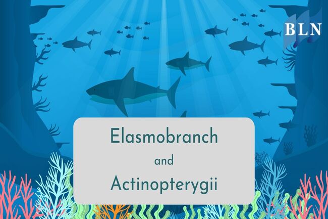 Difference between Elasmobranch and Actinopterygii